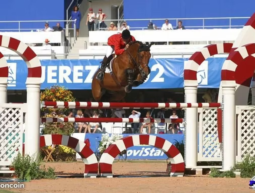 Yegua Silla Franc&eacute;s En venta 2020 Alaz&aacute;n por ernest