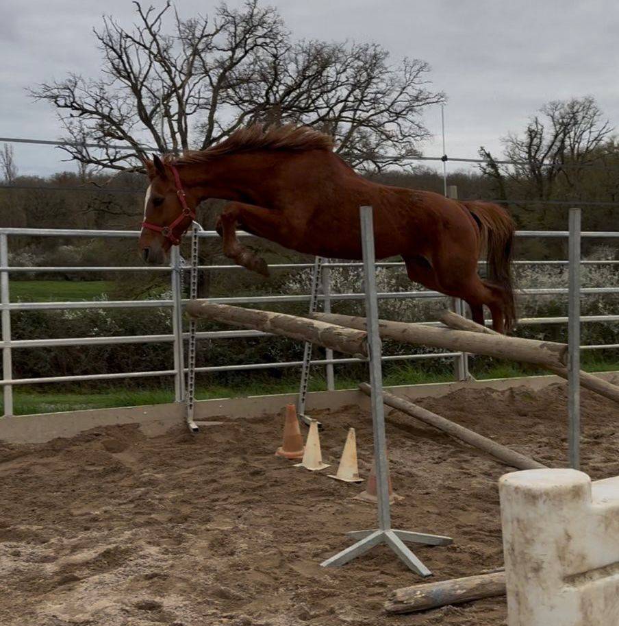 Yegua Silla Franc&eacute;s En venta 2020 Alaz&aacute;n por ernest