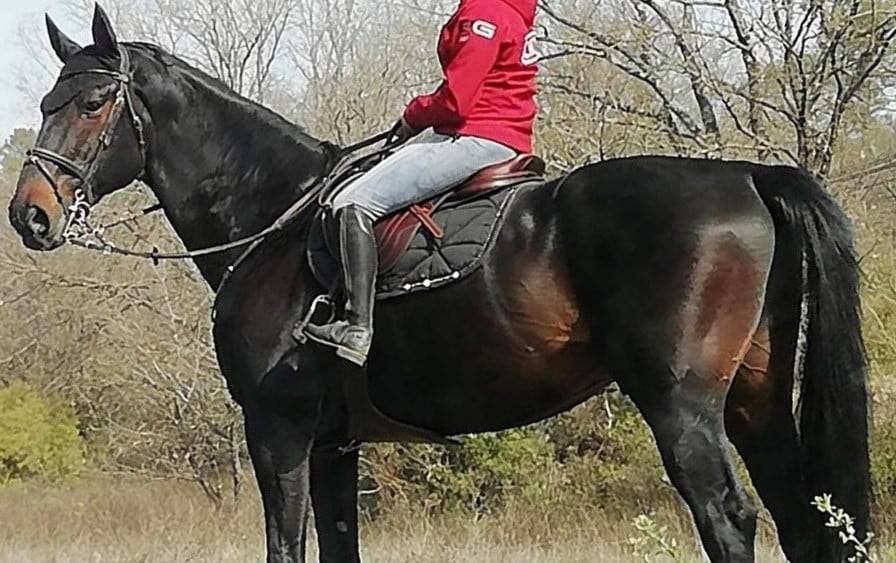 Potranca Silla Franc&eacute;s En venta 2025 Isabelo por papillon de l odyssee