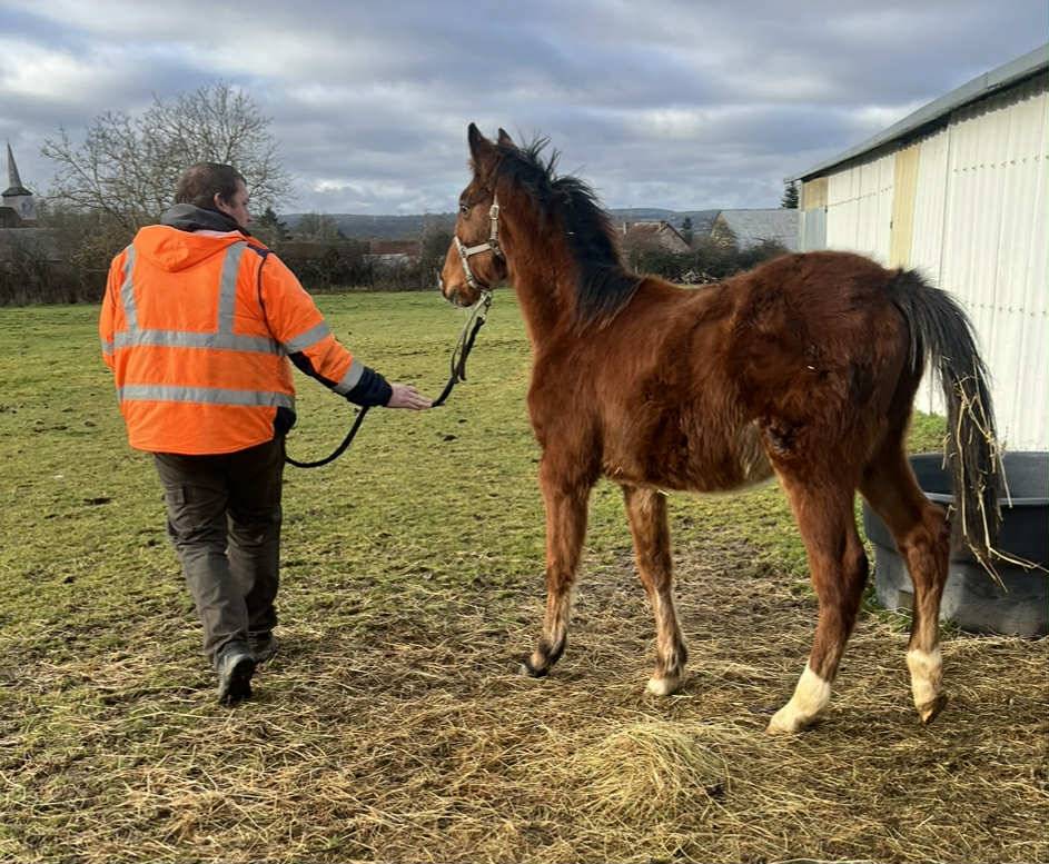 Potro Silla Franc&eacute;s En venta 2025 Bayo