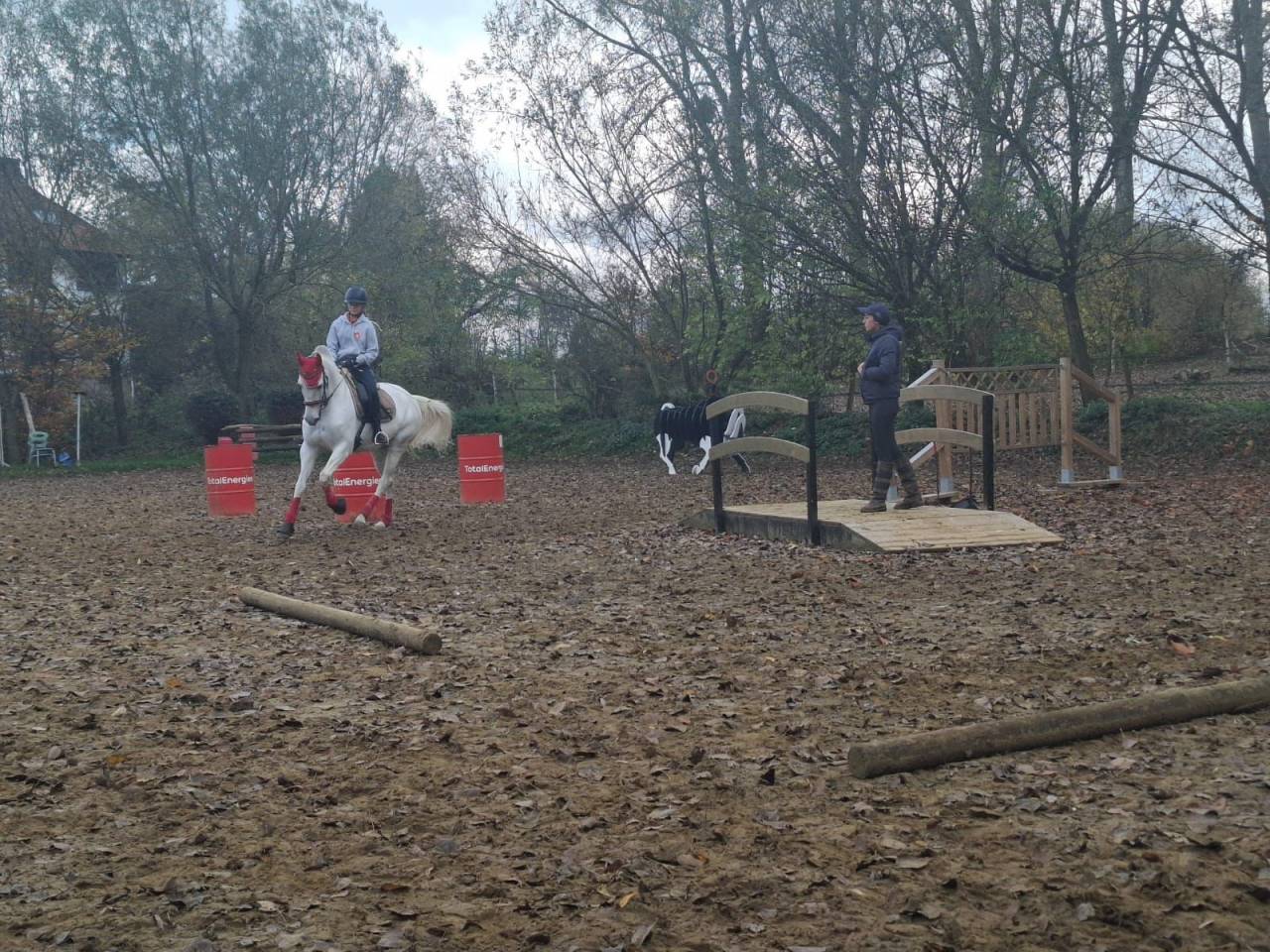 Yegua Lusitano En venta 2014 Tordo