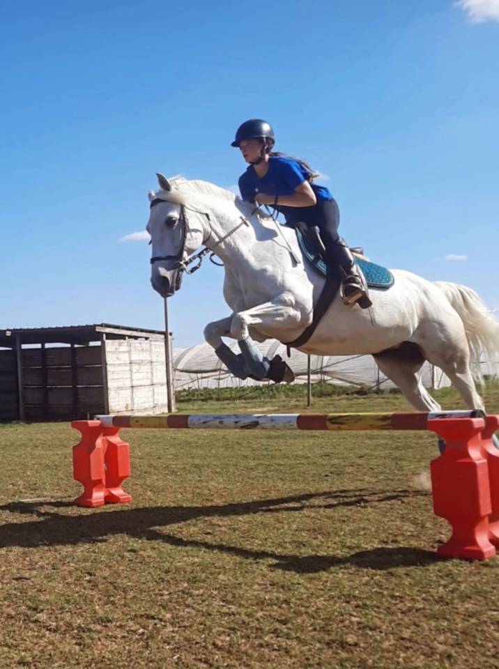 Yegua Lusitano En venta 2014 Tordo