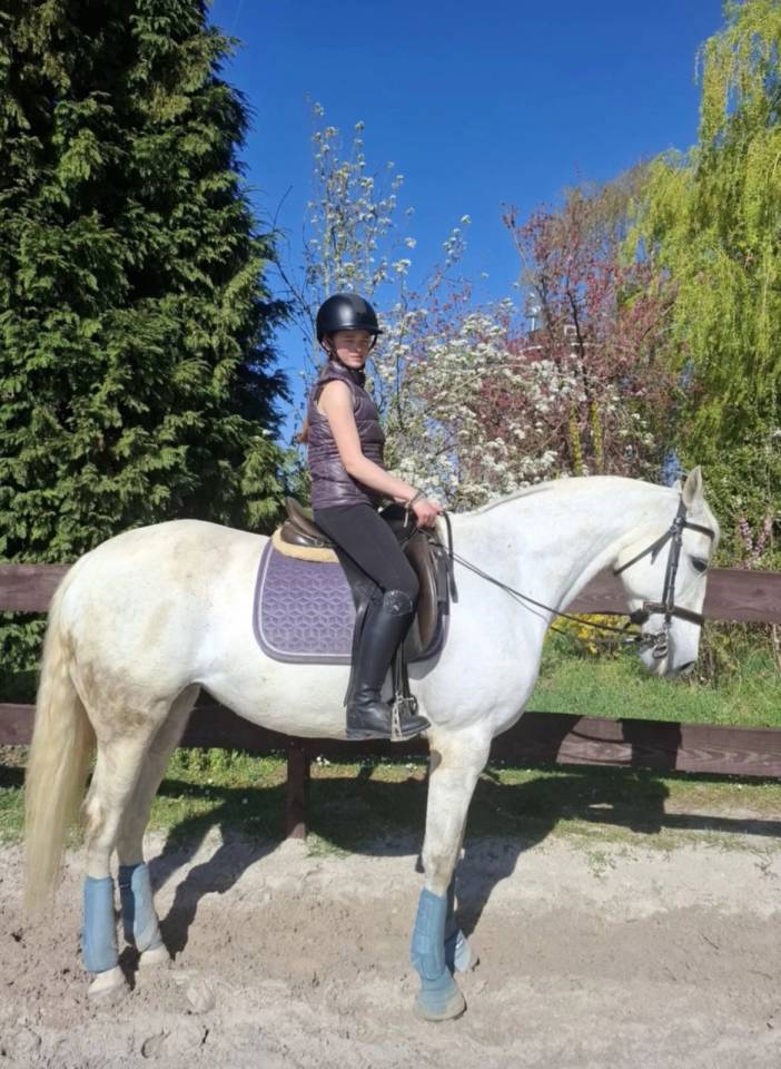 Yegua Lusitano En venta 2014 Tordo