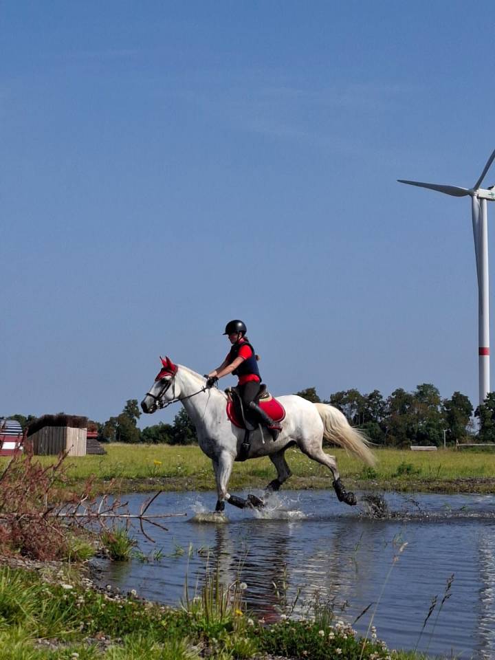 Yegua Lusitano En venta 2014 Tordo
