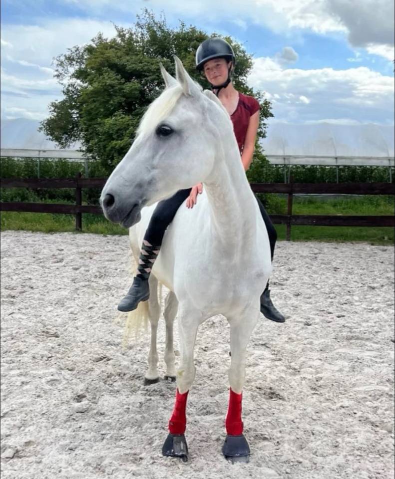 Yegua Lusitano En venta 2014 Tordo