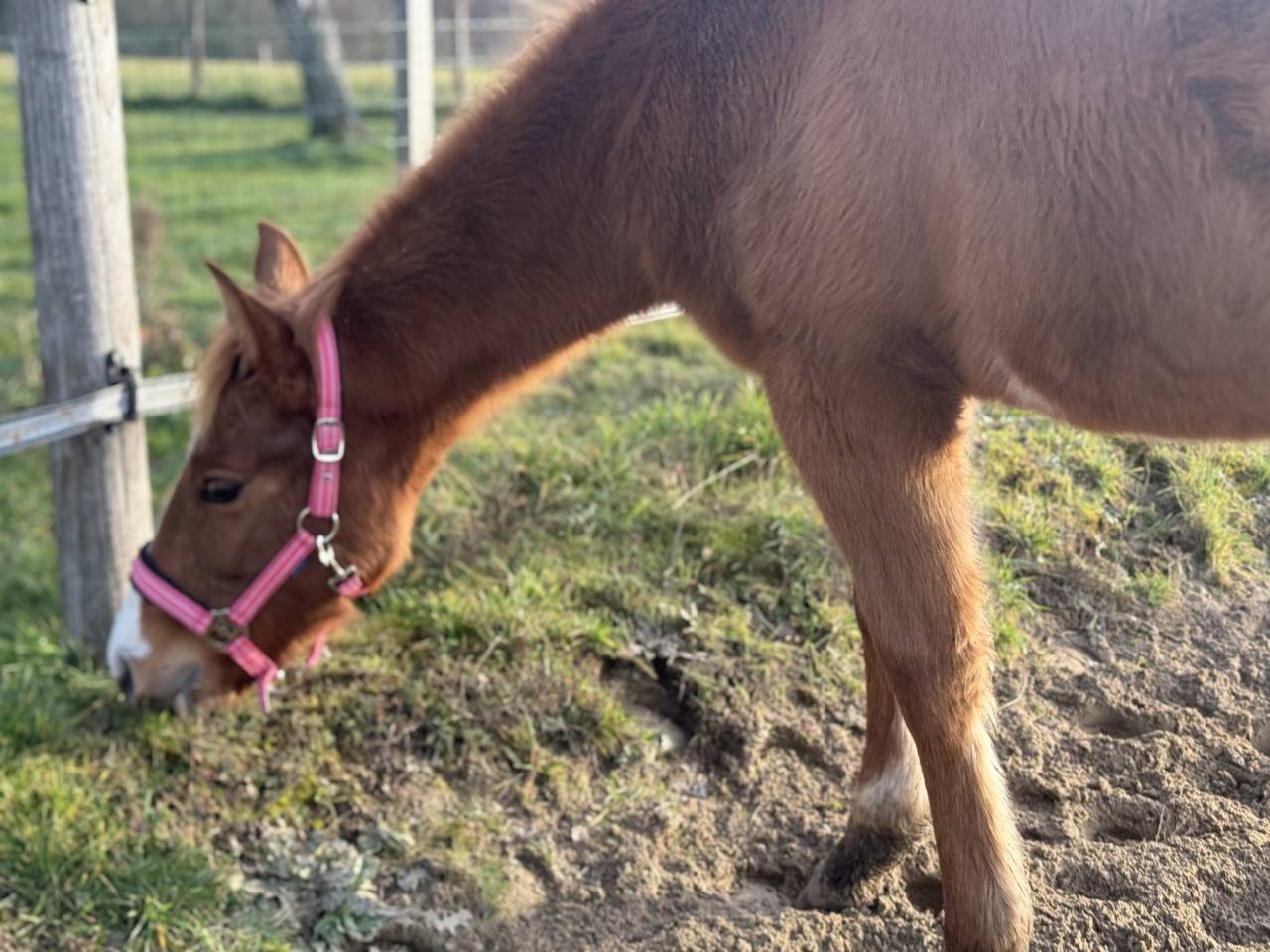 Potranca Paint Horse En venta 2025 Alaz&aacute;n