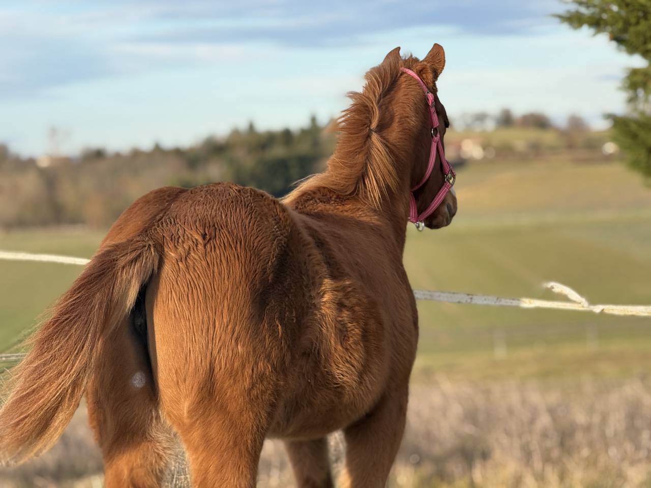 Potranca Paint Horse En venta 2025 Alaz&aacute;n
