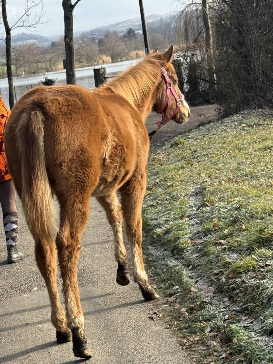 Potranca Paint Horse En venta 2025 Alaz&aacute;n