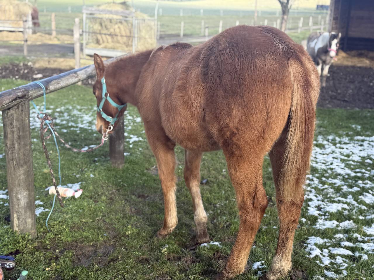 Potranca Paint Horse En venta 2025 Alaz&aacute;n