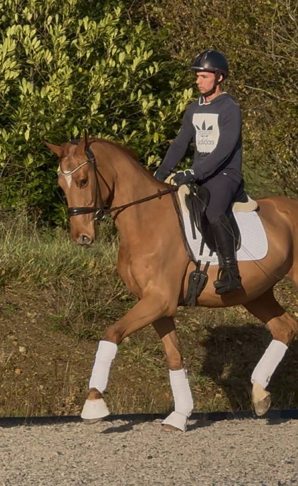 Caballo castrado Hannoveriano En venta 2022 Alaz&aacute;n