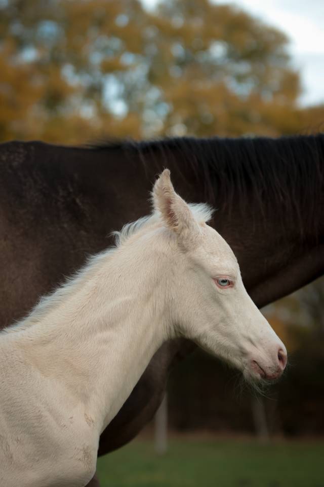 Potro Akhal Teke En venta 2025 Perlino por SHKARA IZLAYON