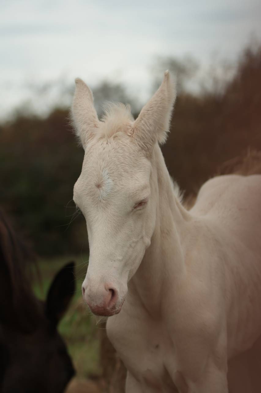Potro Akhal Teke En venta 2025 Perlino por SHKARA IZLAYON