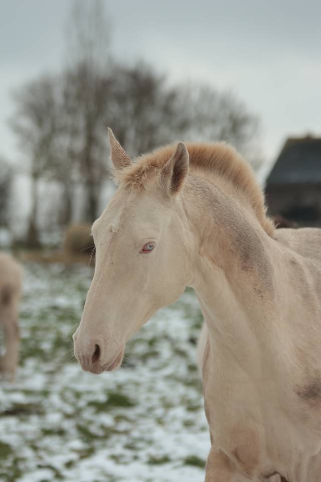 Potro Akhal Teke En venta 2025 Perlino por SHKARA IZLAYON