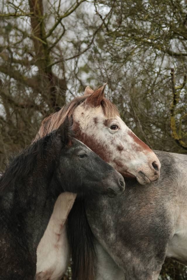 Potranca Nez Perc&eacute;s En venta 2025 Tordo por PLYUSH DE KADEDZA