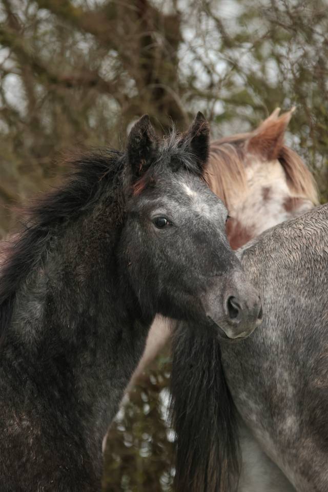 Potranca Nez Perc&eacute;s En venta 2025 Tordo por PLYUSH DE KADEDZA