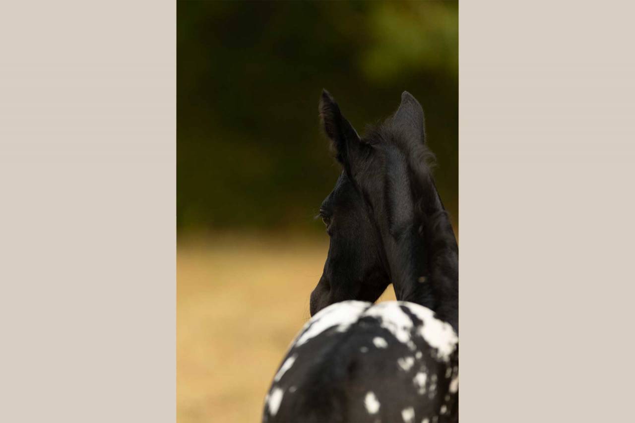 Potranca Nez Perc&eacute;s En venta 2025 Tordo por PLYUSH DE KADEDZA