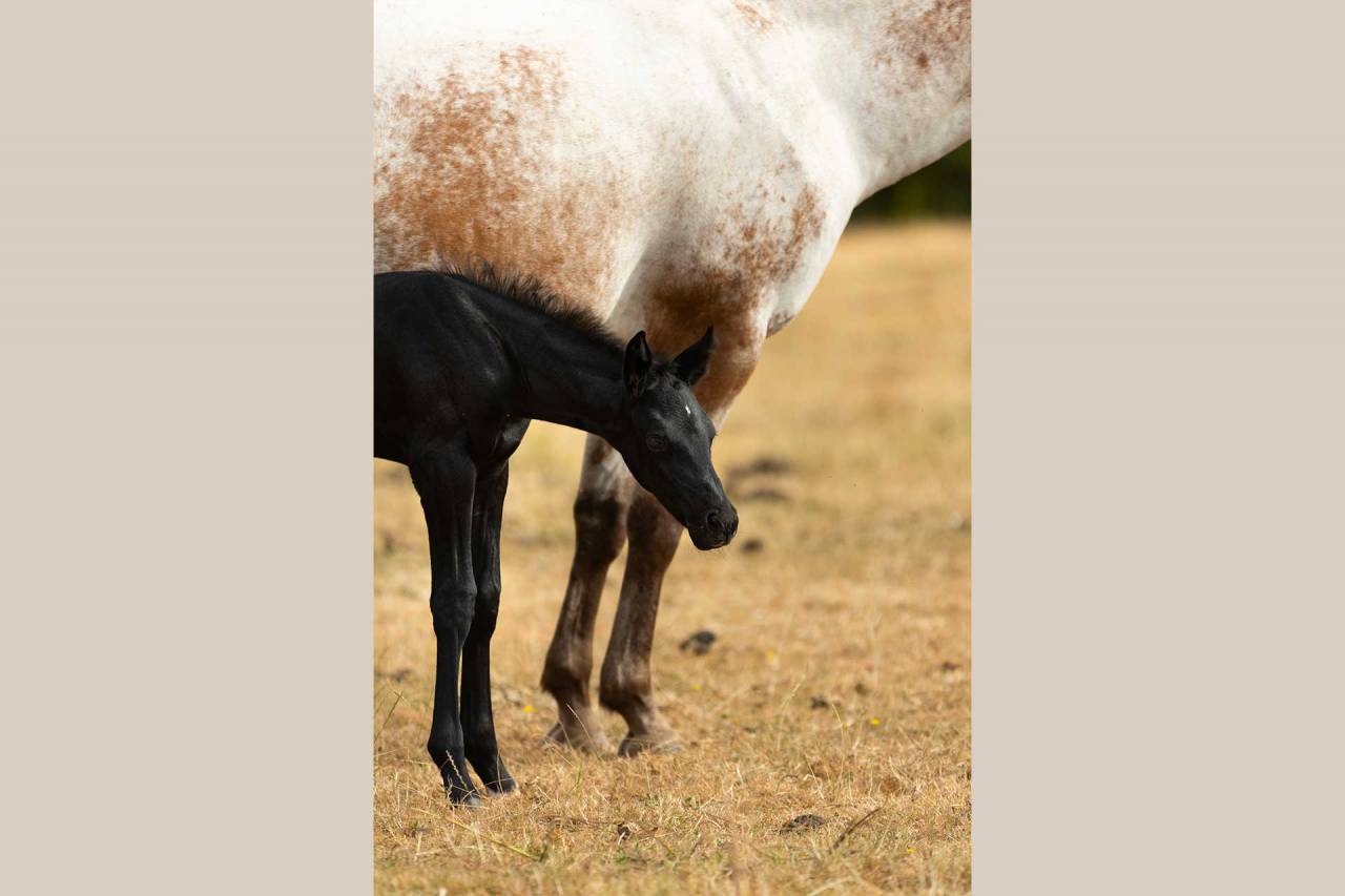 Potranca Nez Perc&eacute;s En venta 2025 Tordo por PLYUSH DE KADEDZA