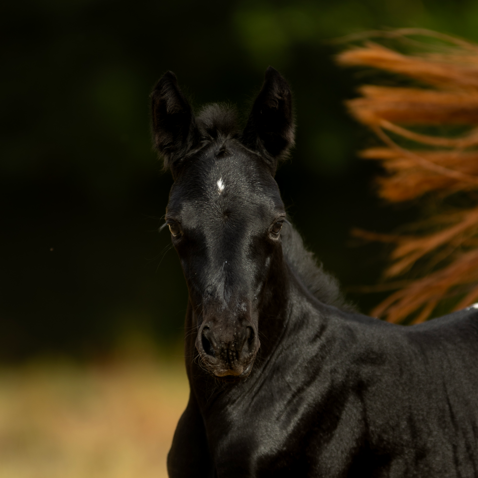 Potranca Nez Perc&eacute;s En venta 2025 Tordo por PLYUSH DE KADEDZA