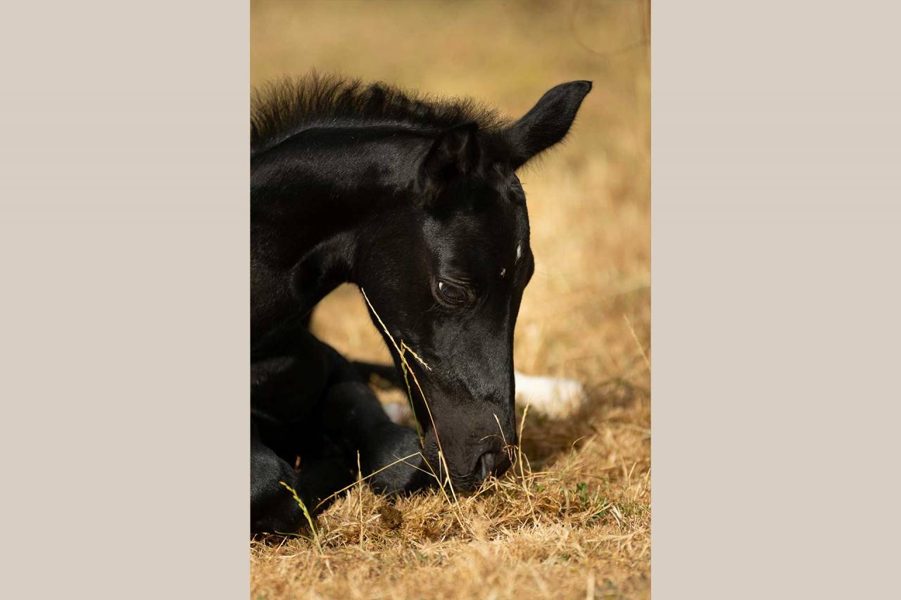 Potranca Nez Perc&eacute;s En venta 2025 Tordo por PLYUSH DE KADEDZA