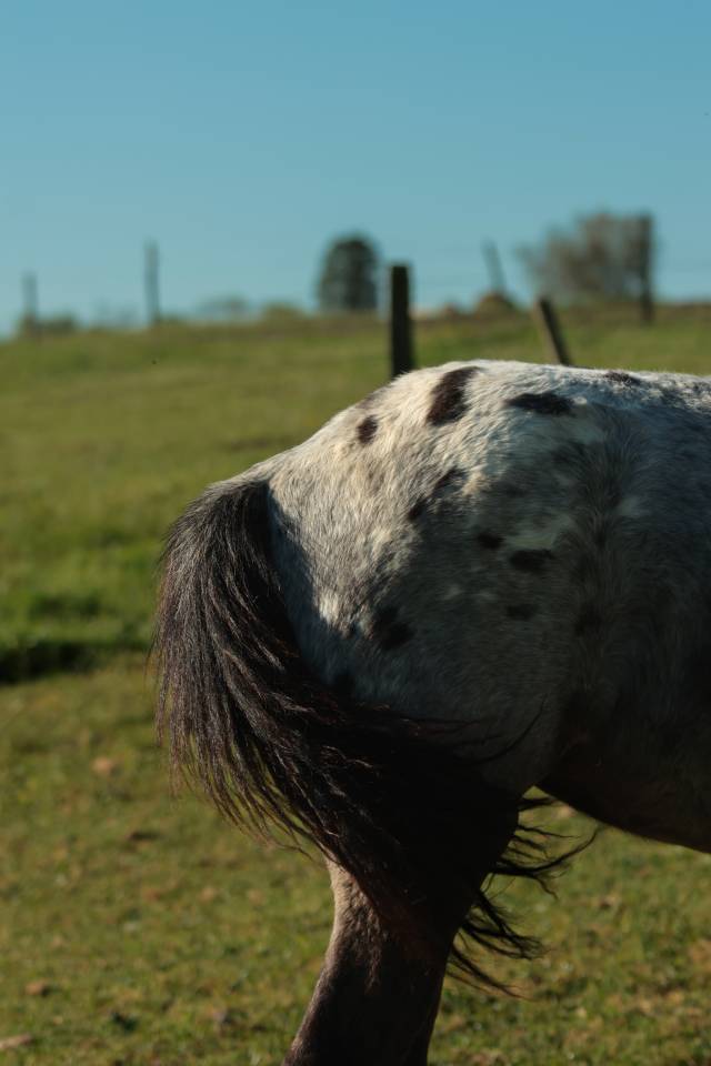 Potranca Nez Perc&eacute;s En venta 2025 Tordo por PLYUSH DE KADEDZA