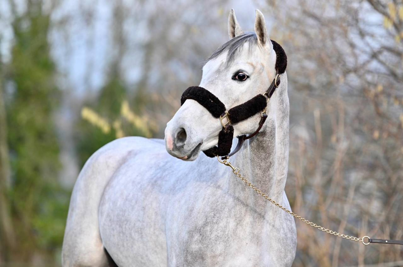 Caballo castrado Zangersheide En venta 2021 Tordo por Charthago blue