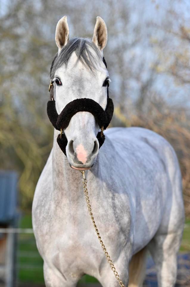 Caballo castrado Zangersheide En venta 2021 Tordo por Charthago blue