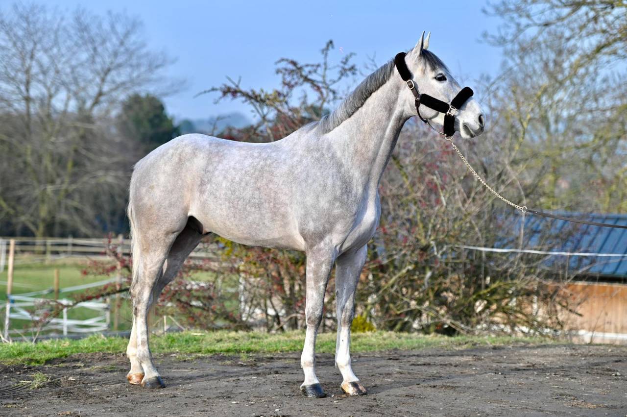 Caballo castrado Zangersheide En venta 2021 Tordo por Charthago blue