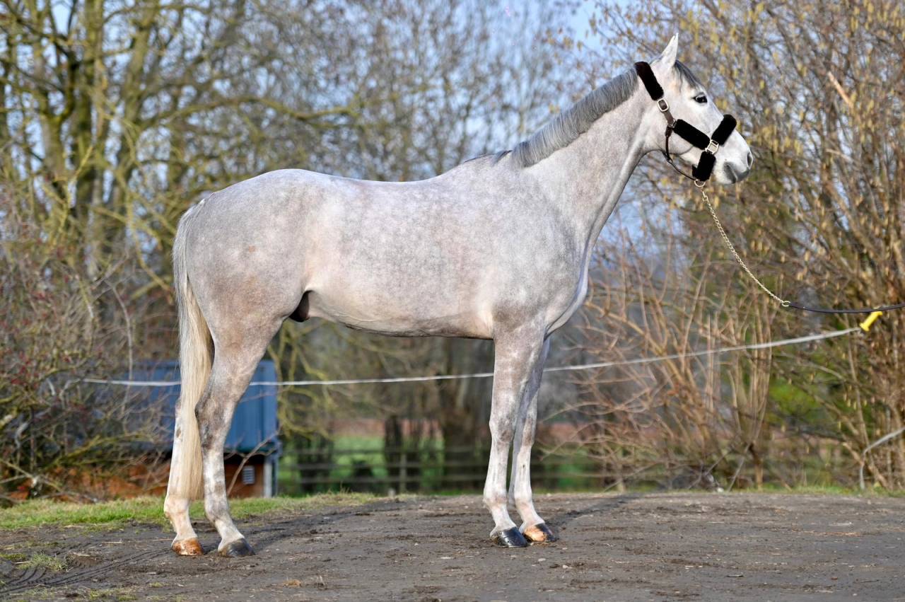 Caballo castrado Zangersheide En venta 2021 Tordo por Charthago blue