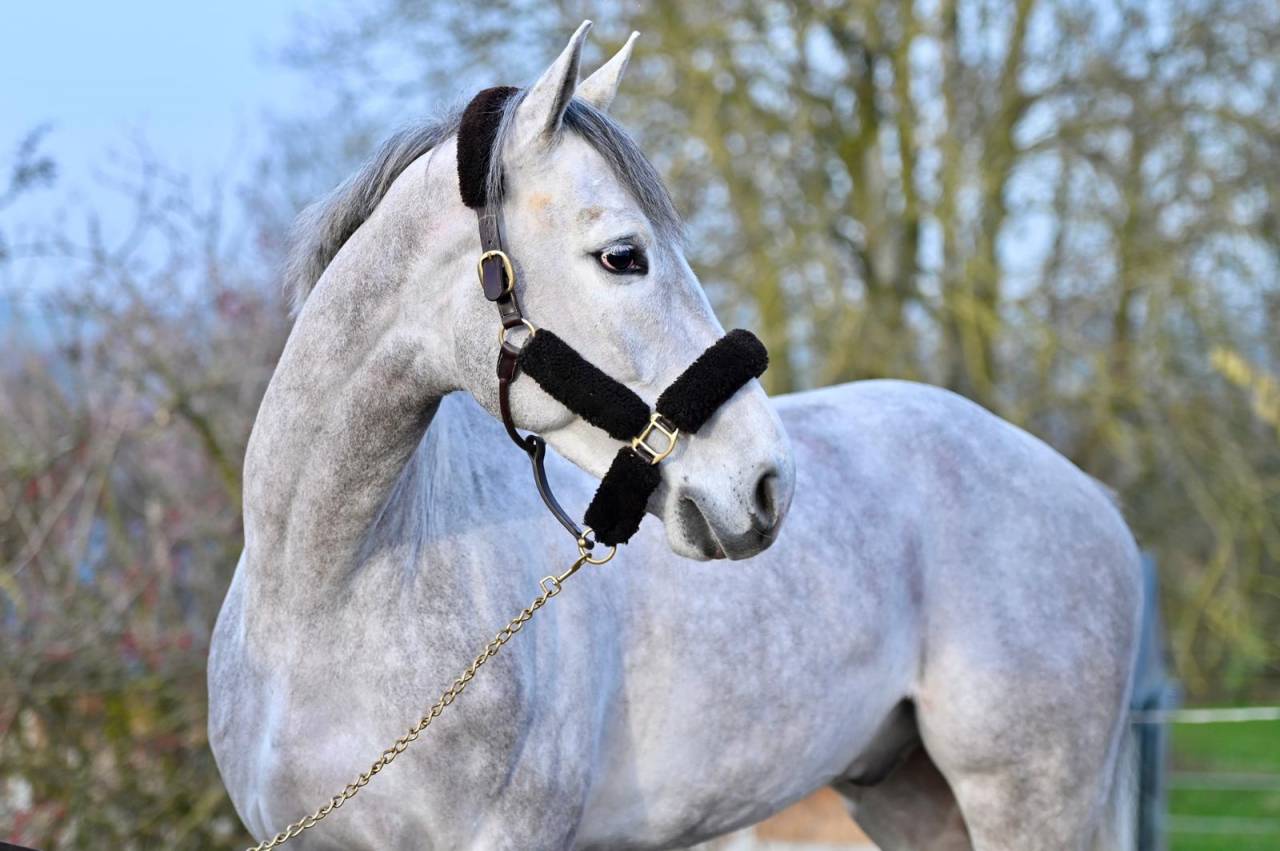 Caballo castrado Zangersheide En venta 2021 Tordo por Charthago blue