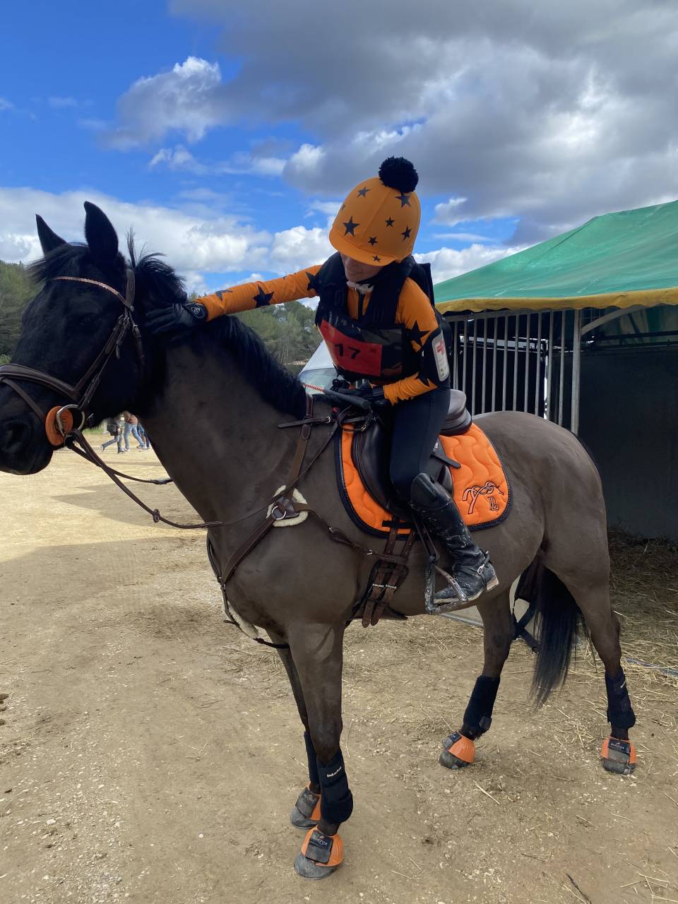 Caballo castrado PFS Poni Fran&ccedil;&eacute;s de Silla En venta 2011 Negro por HILKENS BLACK DELIGHT