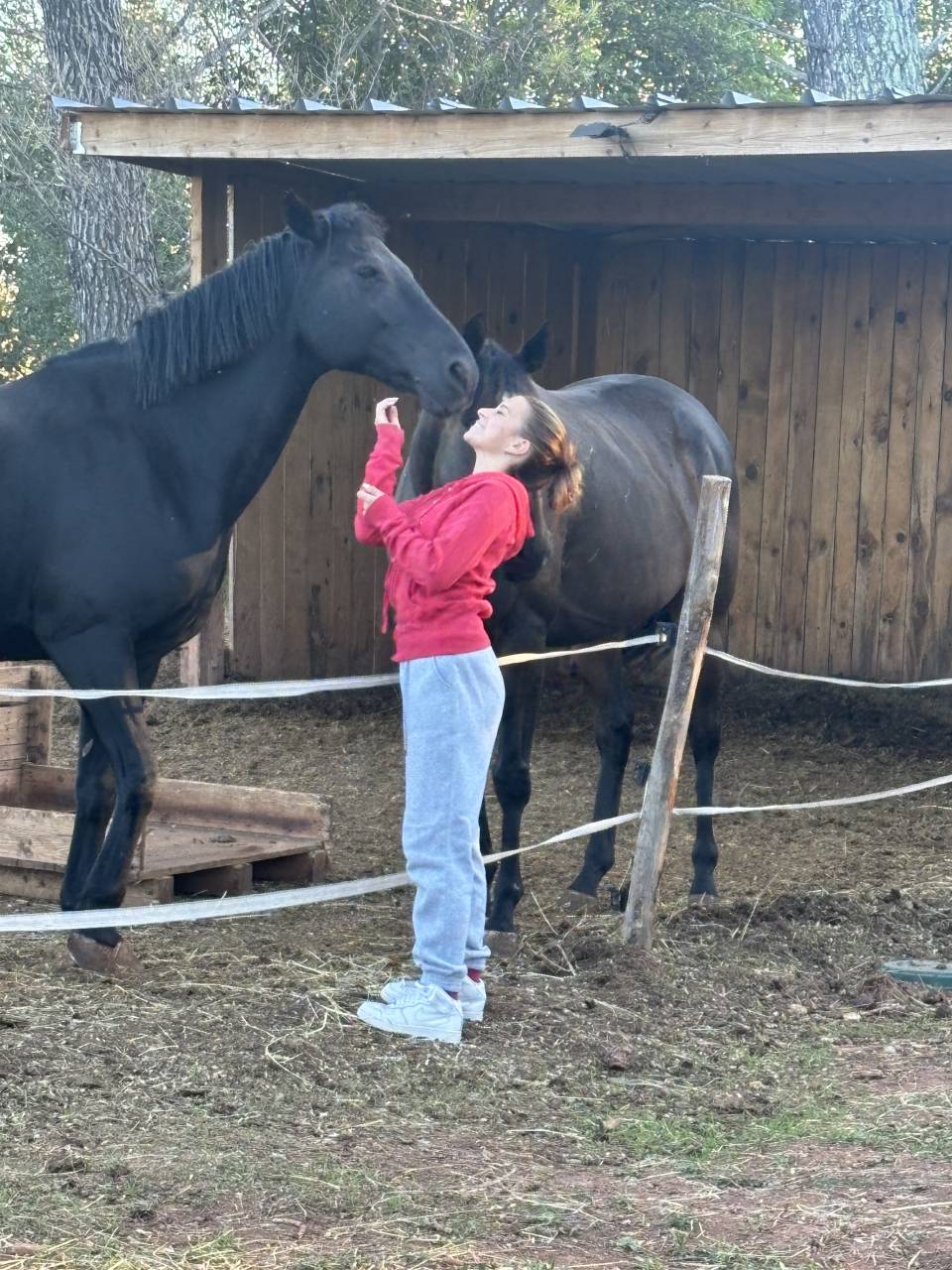 Caballo castrado PFS Poni Fran&ccedil;&eacute;s de Silla En venta 2011 Negro por HILKENS BLACK DELIGHT