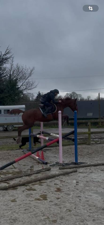 Yegua Silla Franc&eacute;s En venta 2022 Alaz&aacute;n