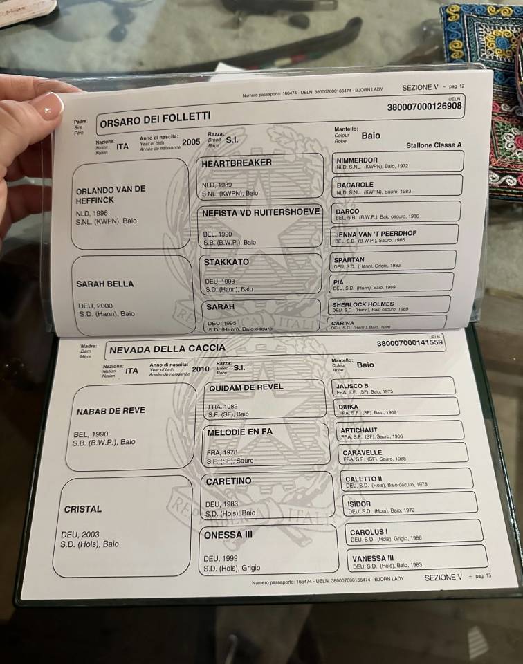 Potranca Cheval de Selle Italien En venta 2022 Bayo por Orsaro dei folletti