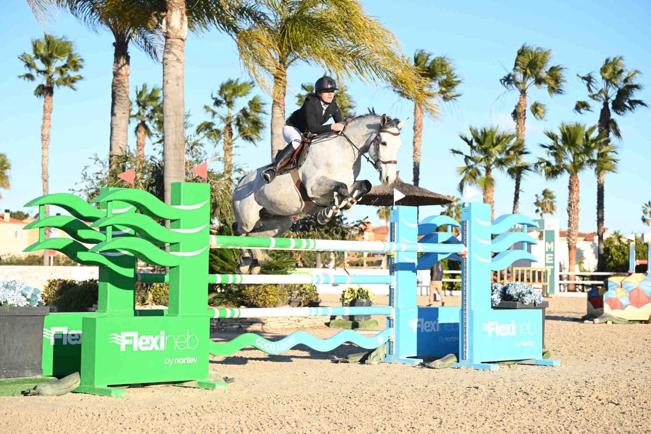 Caballo entero Silla Franc&eacute;s En venta 2017 Tordo por DIAMANT DE SEMILLY