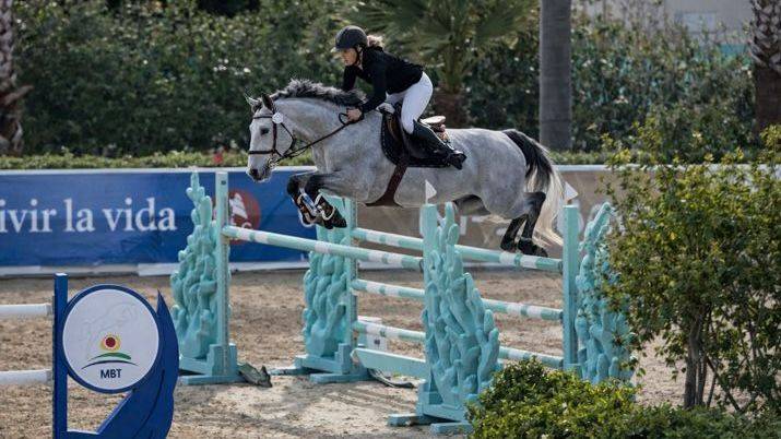 Caballo entero Silla Franc&eacute;s En venta 2017 Tordo por DIAMANT DE SEMILLY