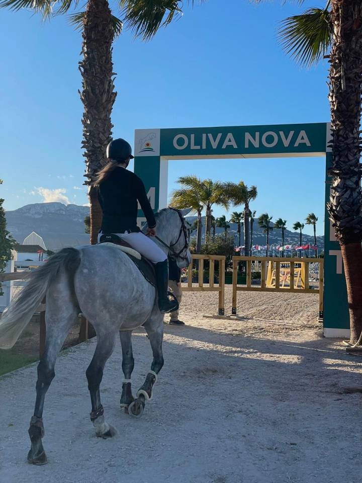 Caballo entero Silla Franc&eacute;s En venta 2017 Tordo por DIAMANT DE SEMILLY