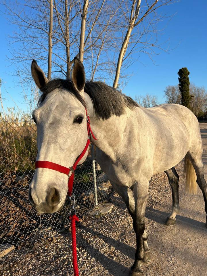 Caballo entero Silla Franc&eacute;s En venta 2017 Tordo por DIAMANT DE SEMILLY