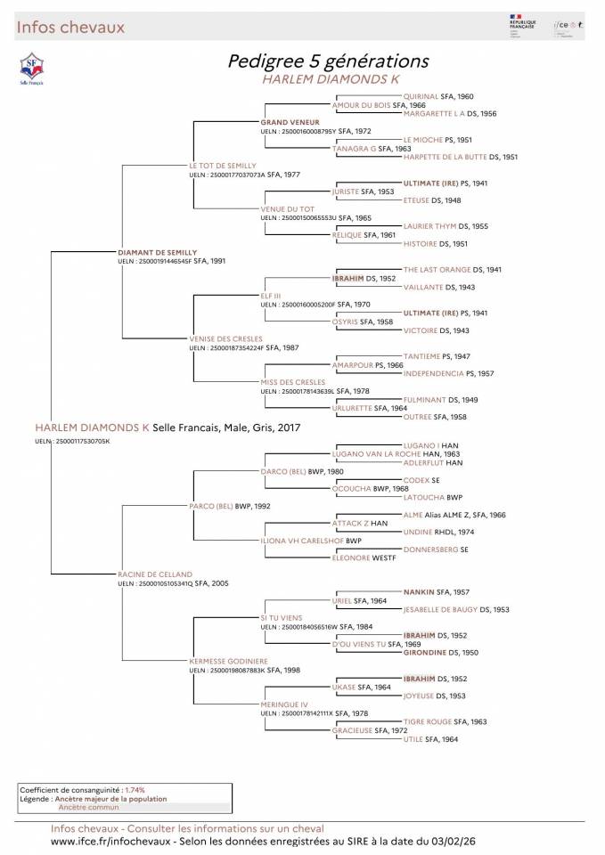 Caballo entero Silla Franc&eacute;s En venta 2017 Tordo por DIAMANT DE SEMILLY