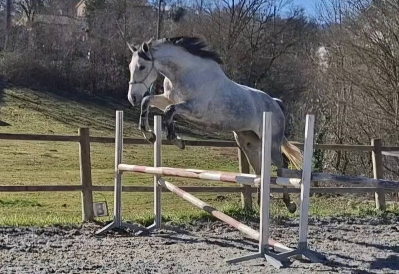 Yegua Pura Sangre En venta 2017 Tordo