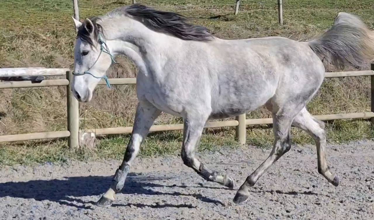 Yegua Pura Sangre En venta 2017 Tordo