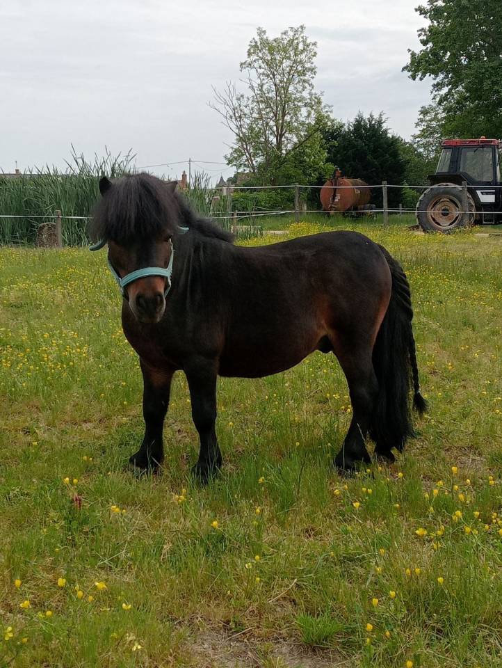Semental Shetland En venta 2012 Bayo moreno por YARDDUMURYMARAIS