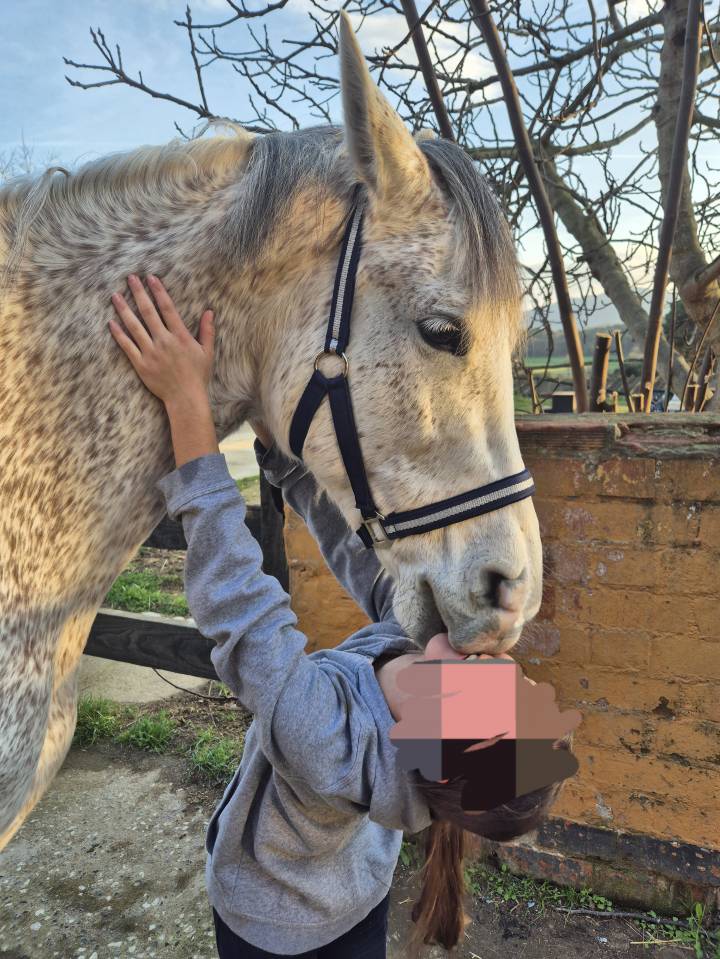 Caballo castrado salto 9 a&ntilde;os