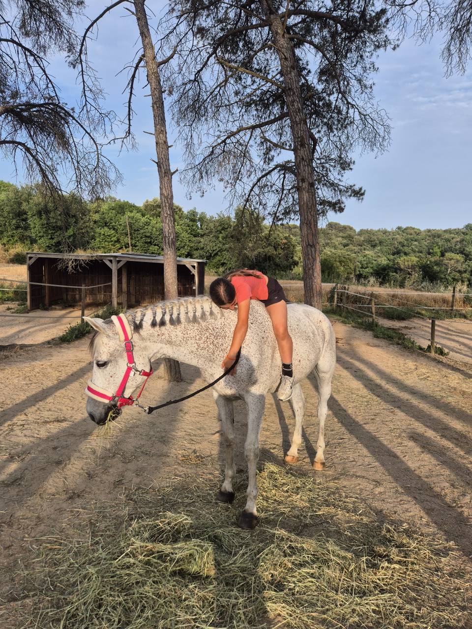 Caballo castrado salto 9 a&ntilde;os