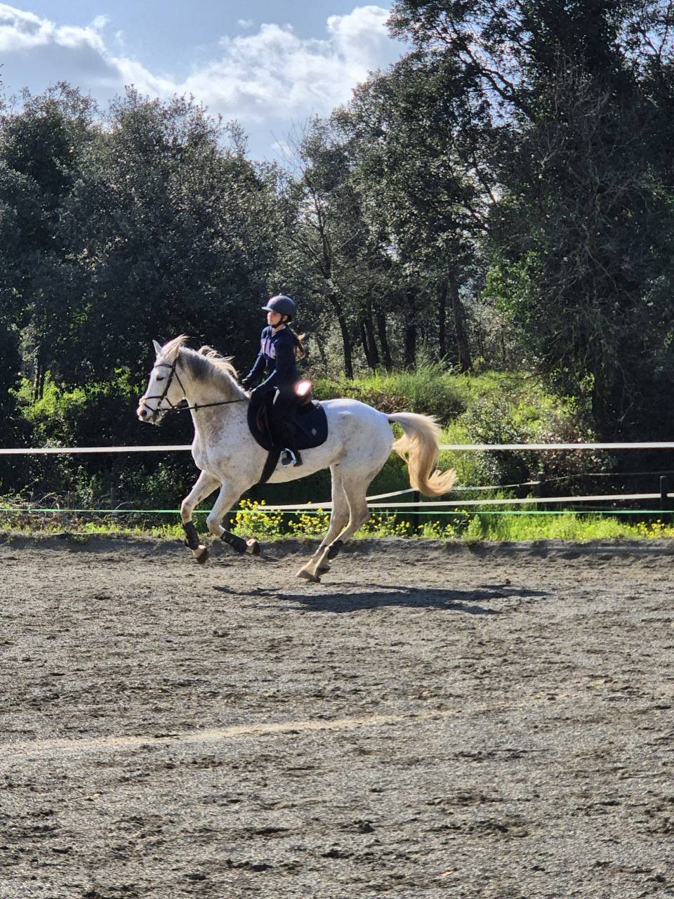 Caballo castrado salto 9 a&ntilde;os