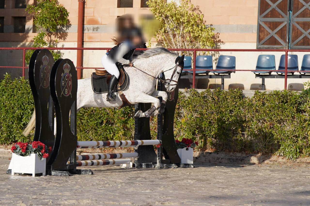 Caballo castrado salto 9 a&ntilde;os