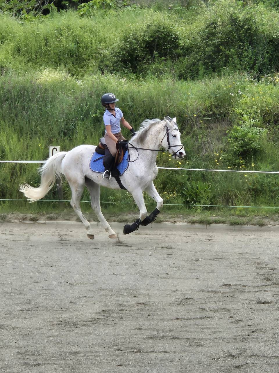 Caballo castrado salto 9 a&ntilde;os