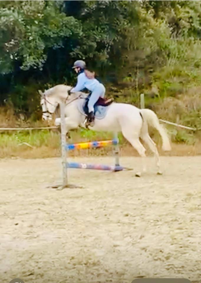 Caballo castrado salto 9 a&ntilde;os