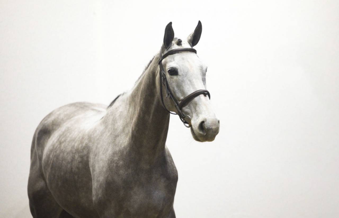 Yegua Zangersheide En venta 2019 Tordo por Kato T Z