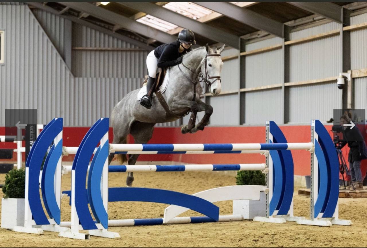 Yegua Zangersheide En venta 2019 Tordo por Kato T Z