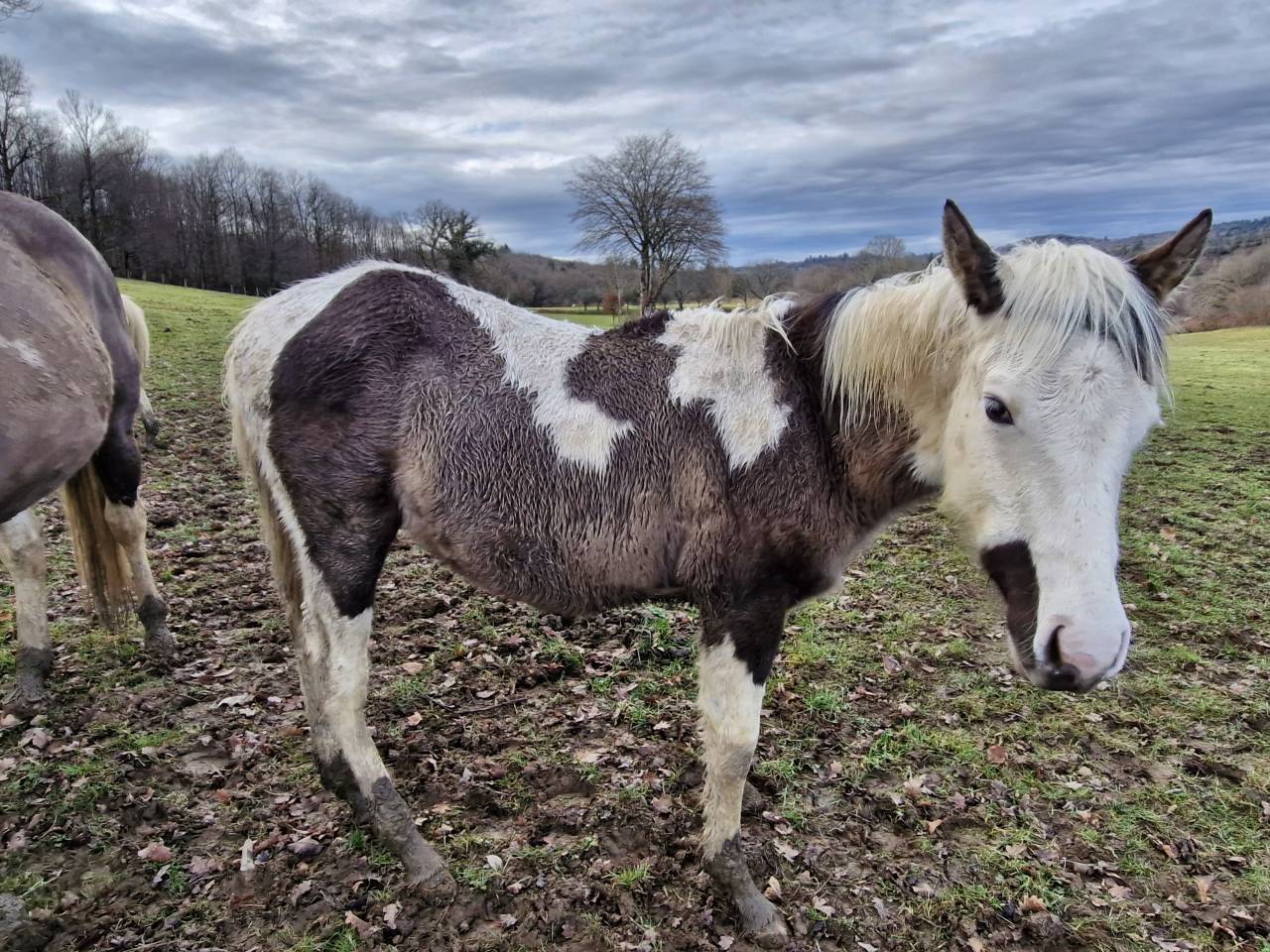 Potro Paint Horse En venta 2025 Pinto